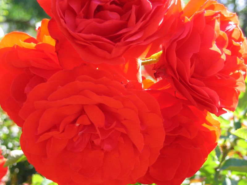 pretty macro test